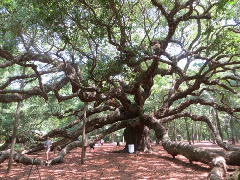 Angel Oak