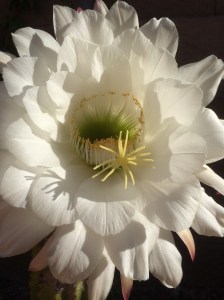 20160321_151333342_iOS