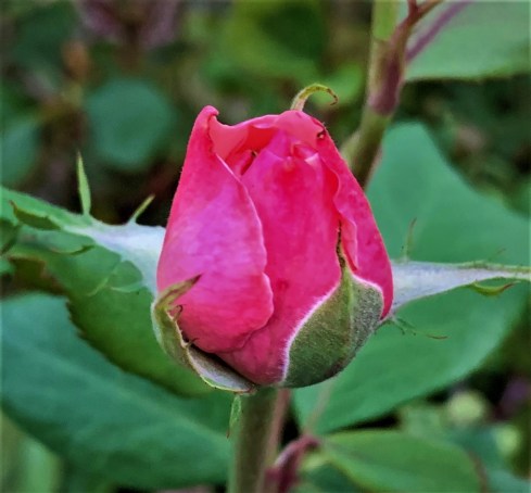 rosebud (2)