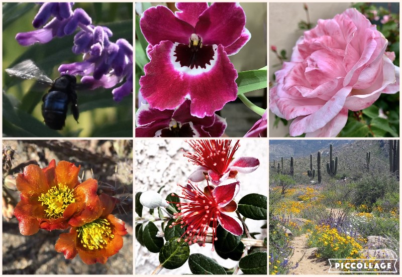 Flower Collage 6