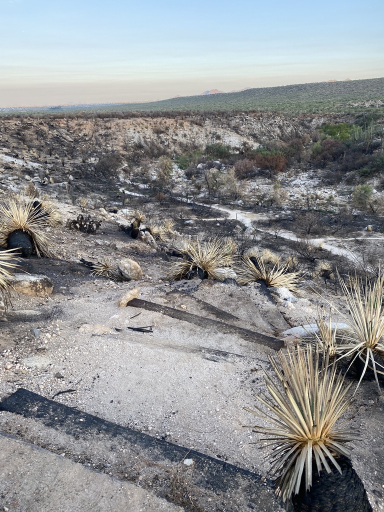 CAAAAD69-148C-4F0D-A461-D49D9E1FCF15_1_105_c